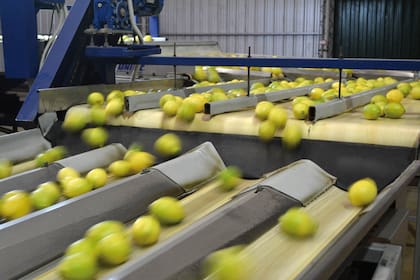 Este año se desperdiciaron 300.000 toneladas de fruta