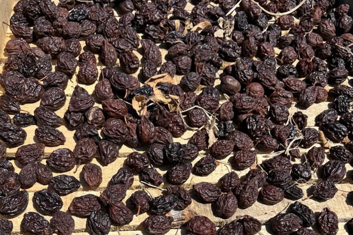 Este año se espera una producción de 40.000 toneladas de ciruela deshidratada