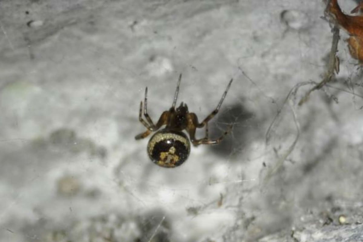 Este arácnido tiene más de 140 toxinas venenosas. Fuente: The Irish Times
