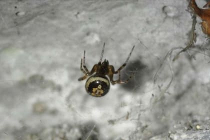 Este arácnido tiene más de 140 toxinas venenosas. Fuente: The Irish Times