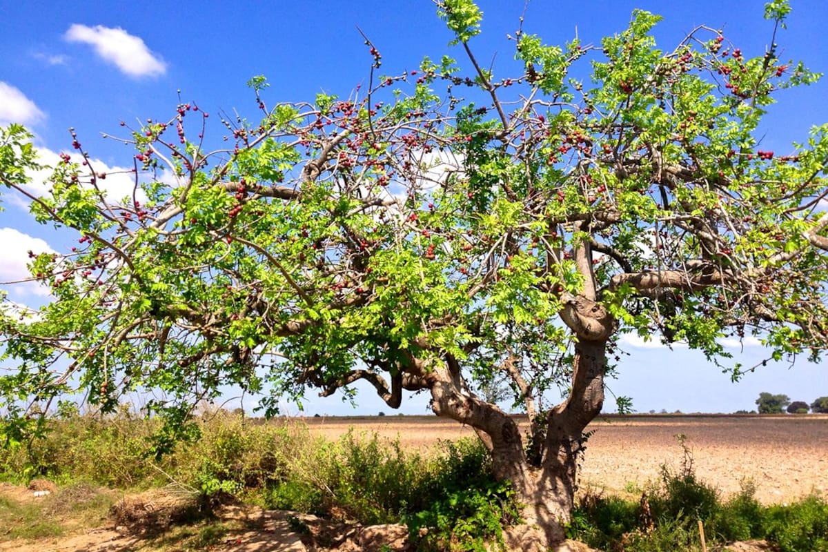Este árbol de estatura mediana permite tener una buena sombra en el patio de la casa