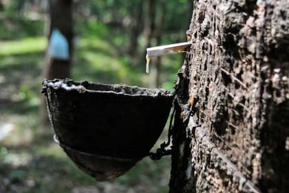 Este árbol es clave para nuestra vida