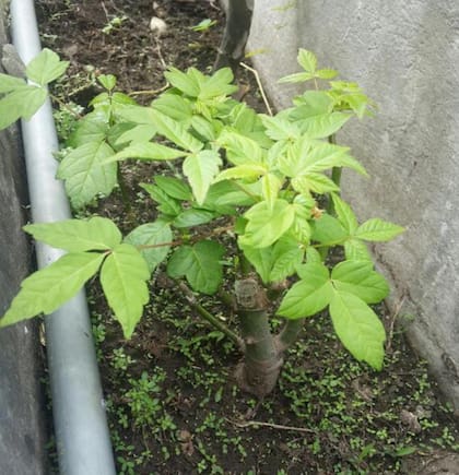 Este árbol es reconocido por su rápido crecimiento (Foto: X)