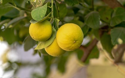 Este árbol requiere entre 6 y 8 horas diarias de sol directo y riego frecuente, pero sin encharcar el suelo