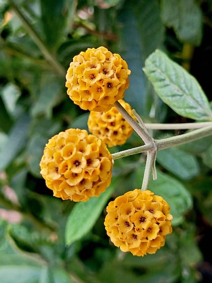Este arbusto nativo de la Patagonia es muy aromático y produce potentes efectos terapéuticos