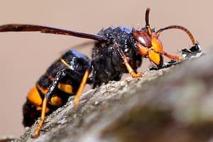 Este avispón es una plaga en los Estados Unidos y genera mucha preocupación por su letalidad.