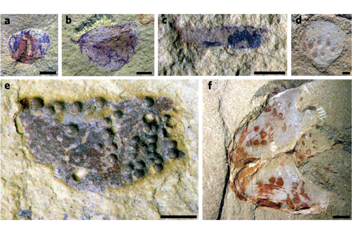 Este cementerio prehistórico, ubicado cerca de la ciudad de Kunming, en el sur de China, reveló una gran cantidad de fósiles que están entre los más antiguos y diversos jamás encontrados