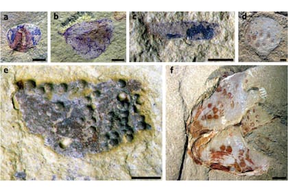 Este cementerio prehistórico, ubicado cerca de la ciudad de Kunming, en el sur de China, reveló una gran cantidad de fósiles que están entre los más antiguos y diversos jamás encontrados