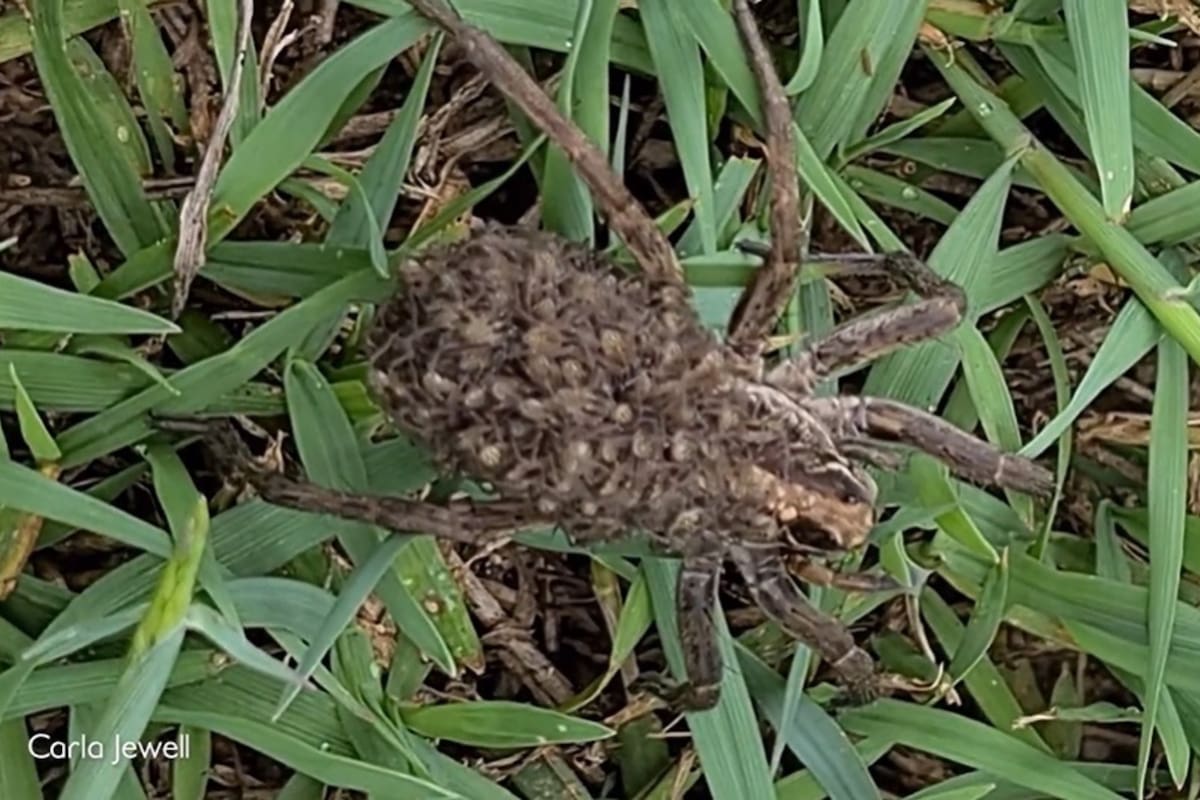 Este comportamiento puede verse sólo en las arañas lobo