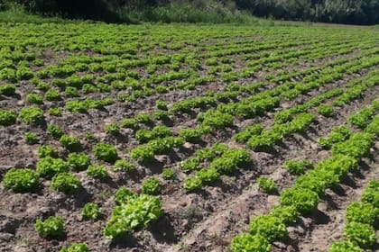 Este desarrollo, afirmaron, podría ser utilizado tanto por pymes como por productores familiares y se podrá manejar bajo diferentes sistemas de producción: a campo o en invernadero, en la agricultura orgánica o también en sistemas hidropónicos