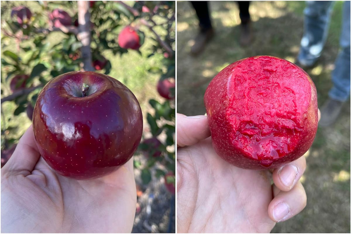 “Este desarrollo no tiene un gen modificado, son cruzas, nace de una manzana tradicional y una manzana silvestre que tenía ese color por dentro”, explicó Nicolás Sánchez, CEO de Grupo Prima