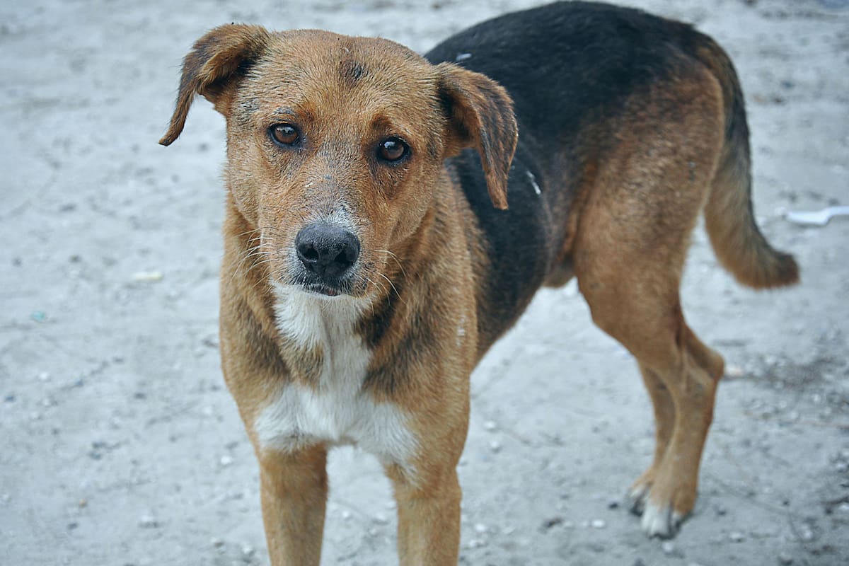 Este día busca visibilizar la problemática de estos animales y fomentar la adopción. Fuente: Reddit.