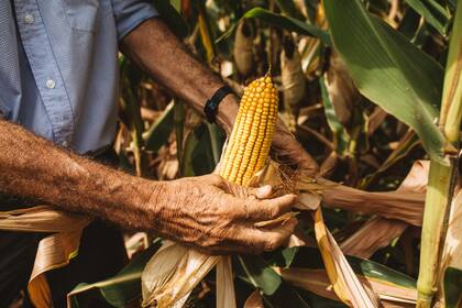 Este diferencial no solo posiciona a la Argentina como referente en sostenibilidad, sino que abre oportunidades comerciales para el maíz bajo certificaciones de baja huella de carbono