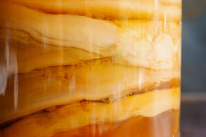 Este disco gelatinoso y translúcido, formado por bacterias y levaduras, actúa como barrera protectora y motor de la fermentación que genera los ácidos orgánicos