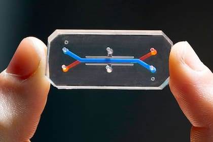 Este dispositivo es un chip que en su interior tiene tejido vaginal vivo, y puede emular su reacción a diferentes medicinas