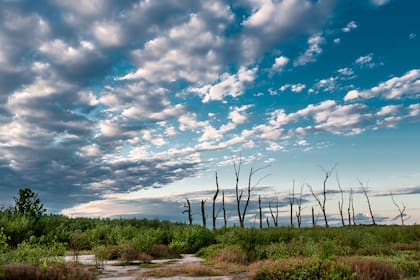 Este ecosistema comprende una gran diversidad de ambientes que incluyen al espejo de agua salina, los cauces de los ríos y amplios pastizales y sabanas inundables, entre otros.