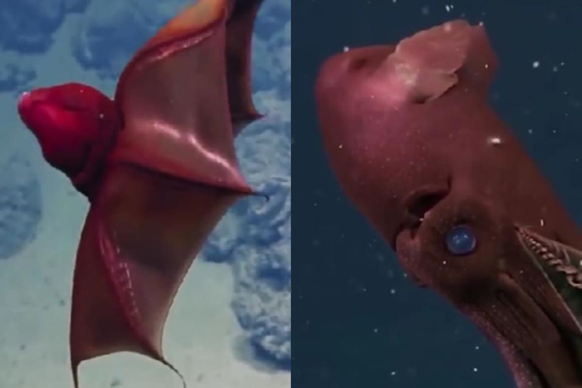 Este ejemplar tiene los ojos más grandes de todo el reino animal en proporción con su cuerpo (Foto: TikTok: @wikipez.king)