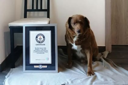 Este es Bobi, el perro más viejo del mundo que cumplió 31 años y rompió el récord Guinness