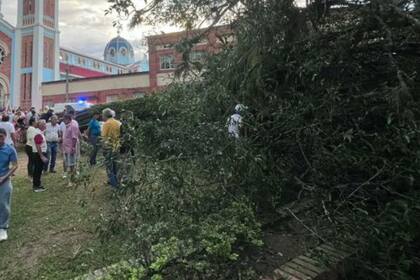 Este es el árbol antiguo que se precipitó sobre un grupo de personas en Restrepo, Meta (Foto: Periódico del Meta)
