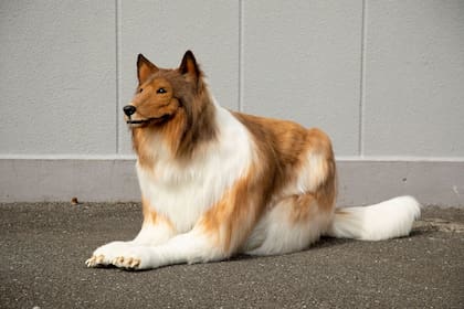 Este es el disfraz del hombre que quiso convertirse en un perro de raza collie