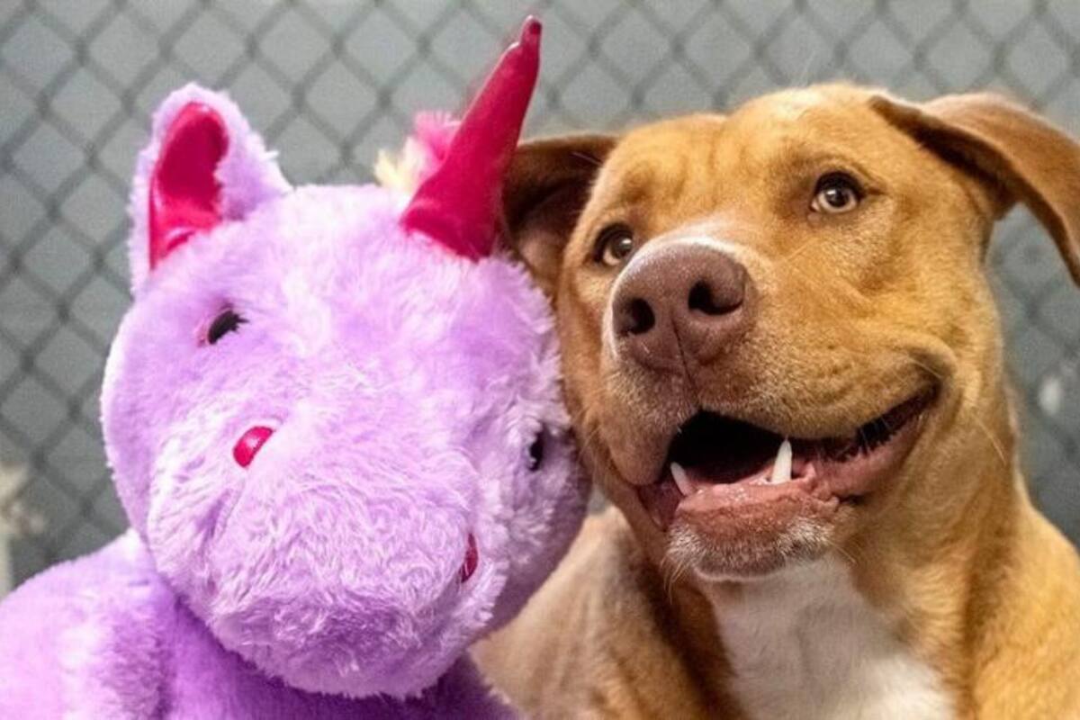 Este es Sisu y su peluche favorito