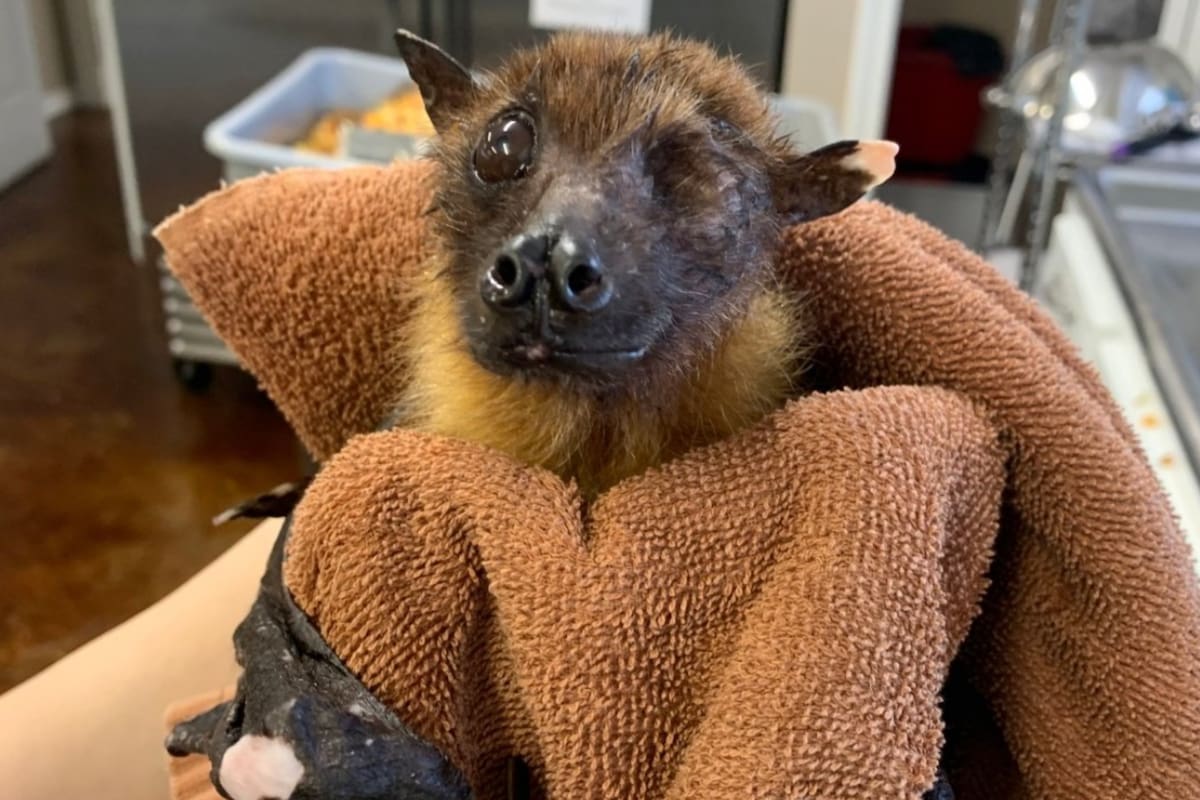 Este es Statler, el murciélago de 33 años que necesita ayuda para volar y enterneció a miles de personas en las redes (Bat World Sanctuary)