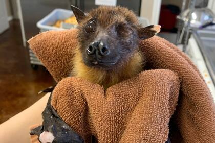 Este es Statler, el murciélago de 33 años que necesita ayuda para volar y enterneció a miles de personas en las redes (Bat World Sanctuary)
