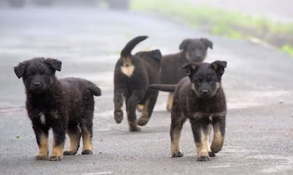 Este es un comportamiento común de acuerdo al American Kennel Club, la mayor autoridad canina de los Estados Unidos