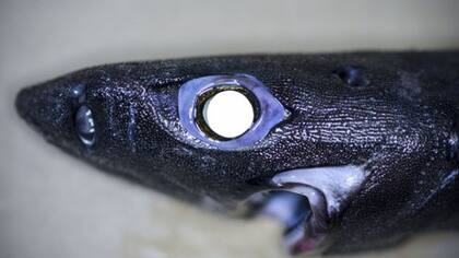 Este es uno de los especímenes descubiertos por Paul Clerkin en el Océano Índico. Pertenece a la familia del Demon Catshark y con sus ojos enormes y sus dientecitos en forma de aguja hace honor a su nombre demoníaco