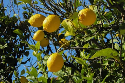 Este fertilizante se puede aplicar al suelo para nutrir desde la raíz o como fertilizante foliar en spray sobre las hojas