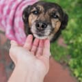 Cómo y dónde son las jornadas de adopción de perros y gatos en la Ciudad de Buenos Aires