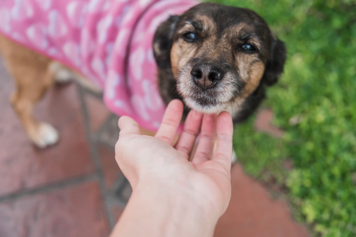 Este fin de semana en el barrio de Flores se llevará adelante una nueva jornada de adopción