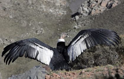 Este fin de semana, Huarpe retornó a su ambiente natural, luego de meses de recuperación