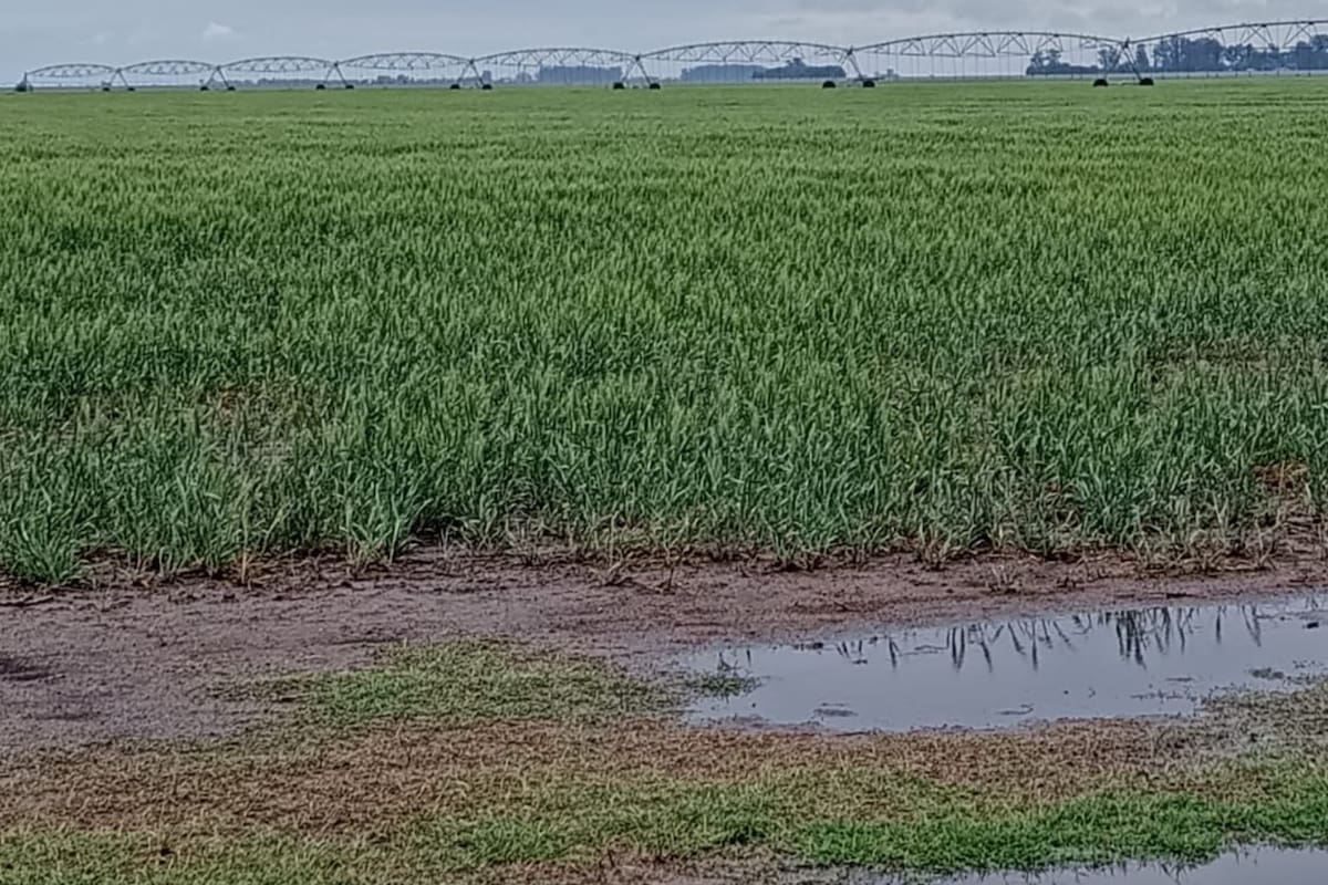 Este fin de semana se registraron lluvias que frenan las pérdidas de rinde en trigo