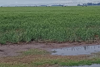 Este fin de semana se registraron lluvias que frenan las pérdidas de rinde en trigo