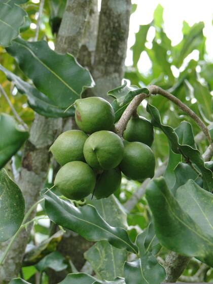 Este fruto es oriundo de países como Australia y Brasil, y su sabor es comprado con el de las avellanas
