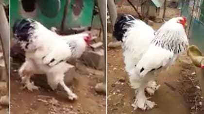 Este gallo brahma mide unos 85 centímetros de alto y pesa unos 7,5 kilos