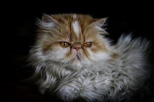 Este gato es recomendable para quienes quieren gatos relajados y cariñosos
