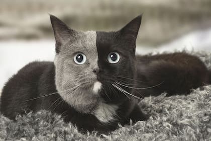 Este gato llamó la atención por la singularidad de su pelaje: tiene una división simétrica de negro y gris en su cara