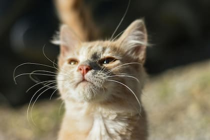 Este gato se adapta perfectamente a familias que pasan tiempo en casa y pueden brindarle atención constante
