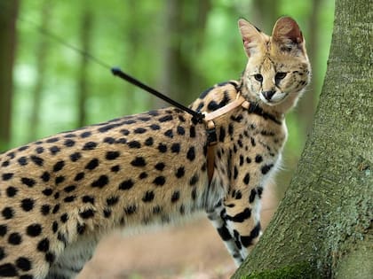 Este gato se caracteriza por ser muy activo y enérgico