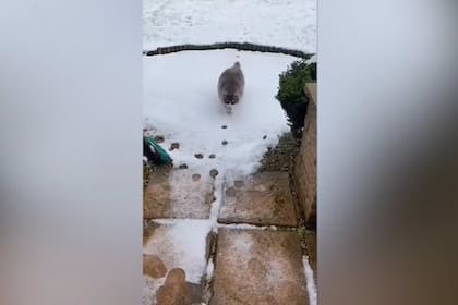 Este gato vuelve a casa de su paseo por el jardín siguiendo sus propias huellas para no tocar la nieve