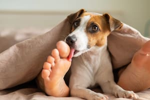 Este gesto tiene una razón de ser en el lenguaje canino