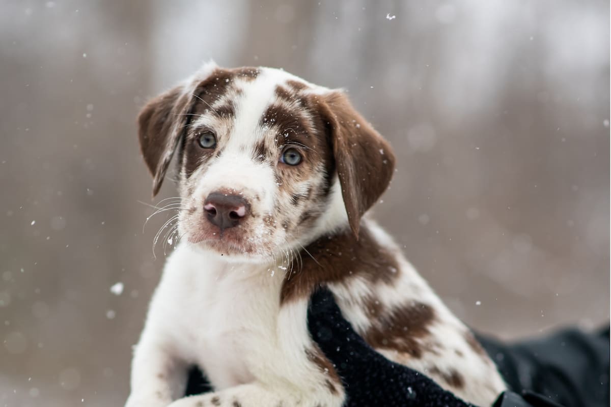 Este hábito en los cachorros está estrechamente ligado al proceso de dentición
