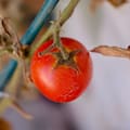 Investigadores del Conicet realizan un hallazgo clave para multiplicar las cosechas de tomate