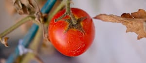 Investigadores del Conicet realizan un hallazgo clave para multiplicar las cosechas de tomate
