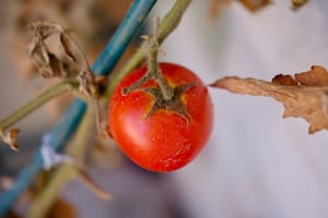 Investigadores del Conicet realizan un hallazgo clave para multiplicar las cosechas de tomate