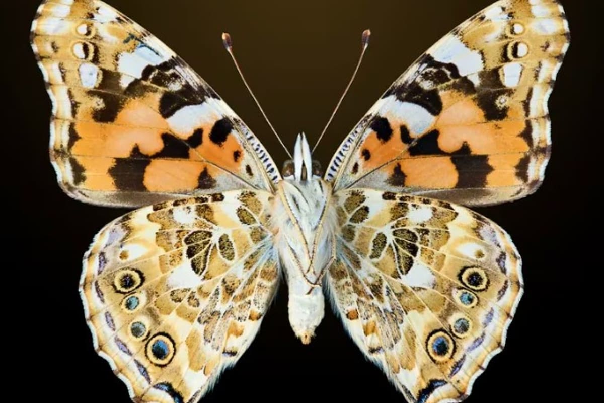 Este hallazgo señala que pueden existir corredores aéreos naturales que conectan continentes y que podrían estar facilitando la dispersión de especies