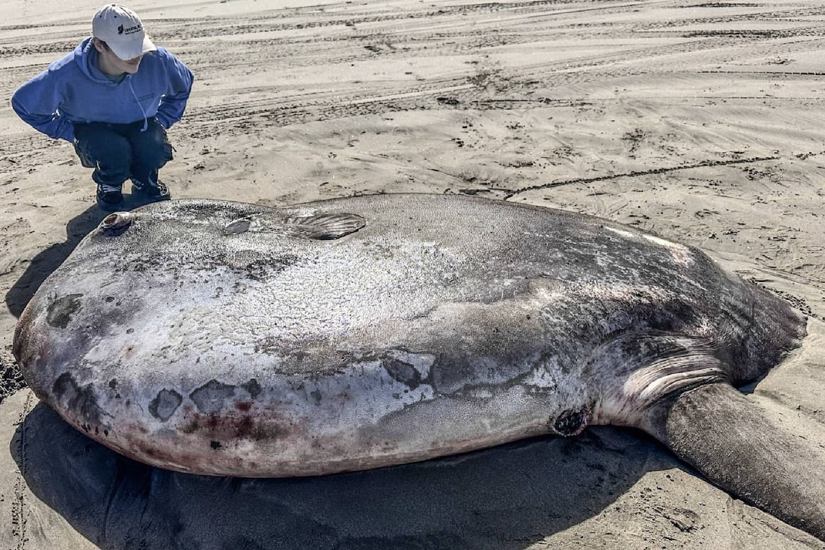 Este increíble animal apareció en Oregon