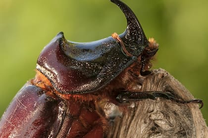 Este insecto llega a medir hasta 15 centímetros de largo y sorprende por su fuerza